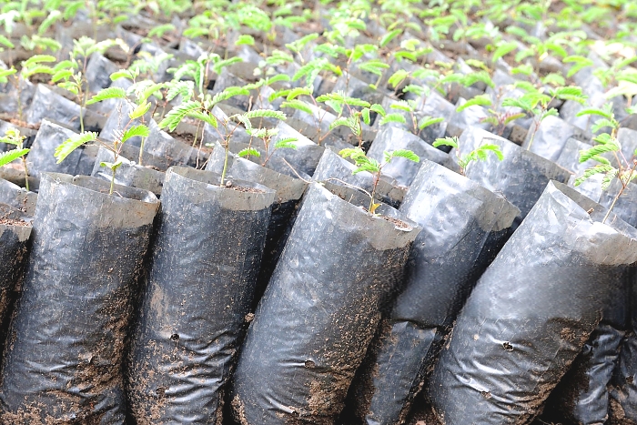 1,000 Medicinal Tree Seedlings Distributed in Mukuru Village